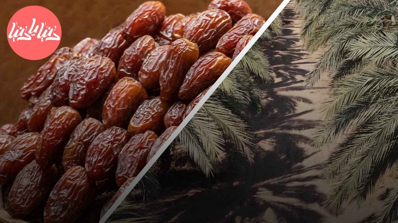 إطلاق موسم التمور في مدينة أريحا