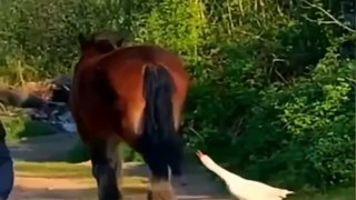 Animal Funny Moments  #shorts #funnyanimals