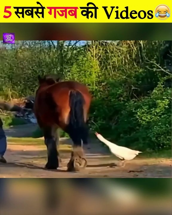 Animal Funny Moments  #shorts #funnyanimals