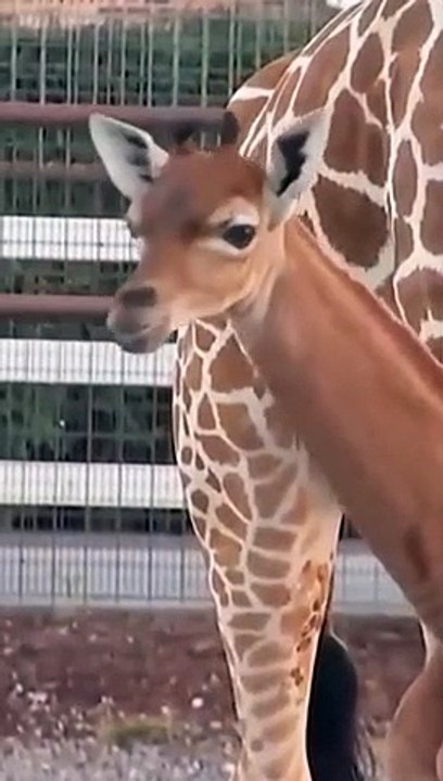 The only giraffe without spots in the last 50 years