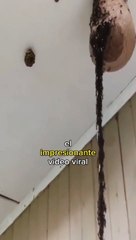 Video viral de Hormigas haciendo un puente para atacar un panal de avispas