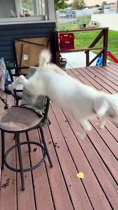 Goat Baby Funny Moments | Animals Funny Moments | Goat Playing With Little Baby | Babies And Animals #baby #babies #beautiful #cutebabies #animal #goat