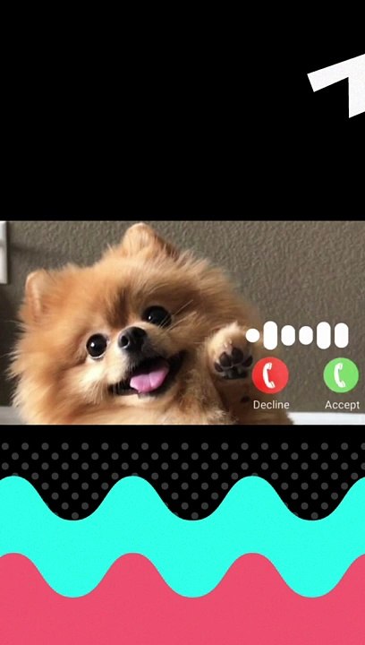 Dog Ringtone