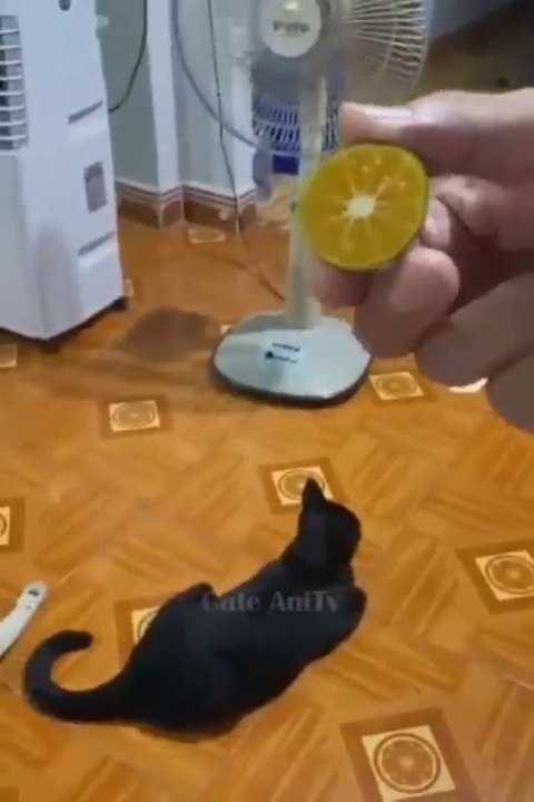 Funny Pets Video 2023 - Funniest Dogs And Cats Part 1