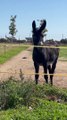 Donkey Smiles For The Camera