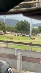 Deer Herd Stampede Across Hawaiian Park