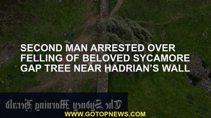 Second man arrested over felling of beloved Sycamore Gap tree near Hadrian’s Wall
