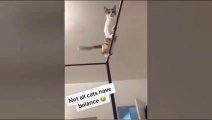 Best Funniest Cats  - Don't try to hold back Laughter  Funny Cats 2023