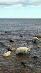 Ours polaire protégeant son petit