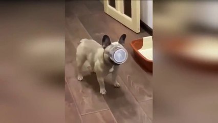 Funny Animal Videos  - Comedy Cats And Dogs Video