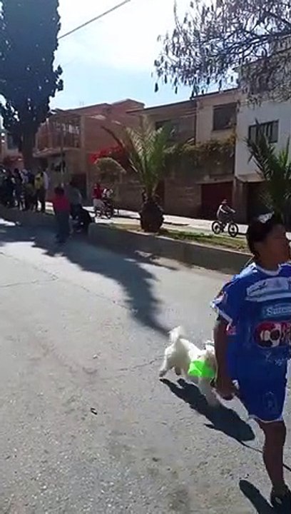 Des chiens participent à une course de descente chaotique