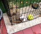 Bunny Doesn't Abide By Fencing Laws