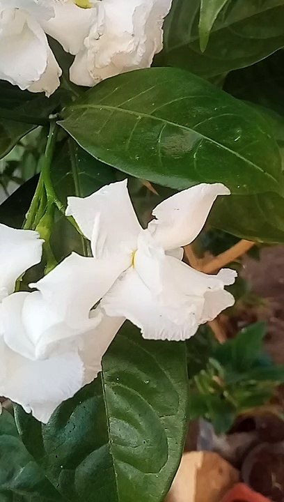 Flower #2