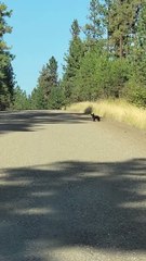 Des observateurs klaxonnent au camion qui s’approche d’un ourson qui traverse