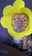 Pitbull Wears Pretty Flower Headdress