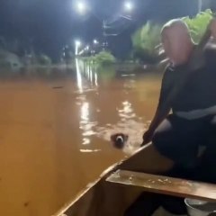 "Acte Héroïque en Pleines Inondations au Brésil : Un Père et Sa Fille Sauvent un Chien de l'Eau !"