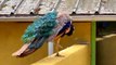 Beautiful Peacock Video | Beautiful Birds in World | Nature healing | Feel positive | #dailymotion #nature