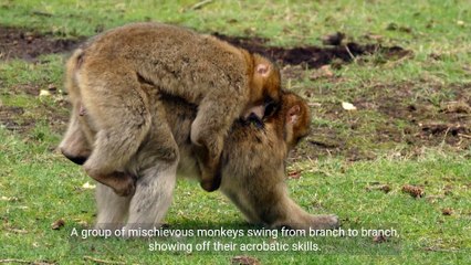 Amazing Animal Video Compilation Copy