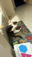 Le pied arrière du chat est son pire ennemi