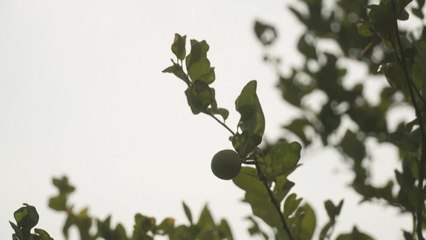 Crimen organizado controla precio del limón en México