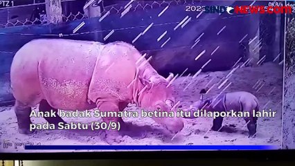 Kabar Gembira! Anak Badak Sumatra Lahir di Taman Nasional Way Kambas