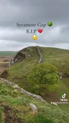 300 yıllık tarihi ağaç kesildi! Dünya üzüldü