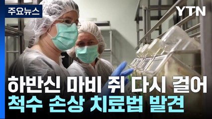 하반신 마비 쥐 다시 걸었다...척수 손상 근본 치료법 발견 / YTN