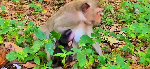 During the breeding season,the mother monkey does the worst things to keep the baby away. ♥️