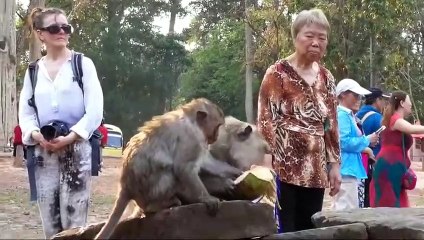 Monkey -Sweet Pea monkey baths ai finished ơn the scene who is casting with coconut with mango