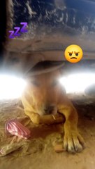 Lioness sleeping under the car in the street/////une lionne dormant sous la voiture dans la rue