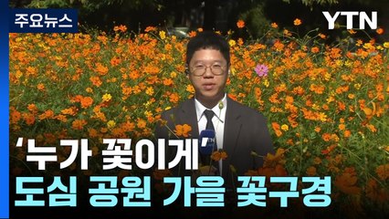 추석 연휴 넷째 날...꽃 구경하며 가을 정취 듬뿍! / YTN