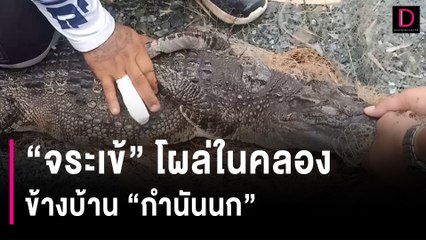 ชาวบ้านถึงกับผวา! "จระเข้" โผล่ในคลองชลประทาน ข้างบ้าน "กำนันนก" | HOTSHOT เดลินิวส์ 01/10/66