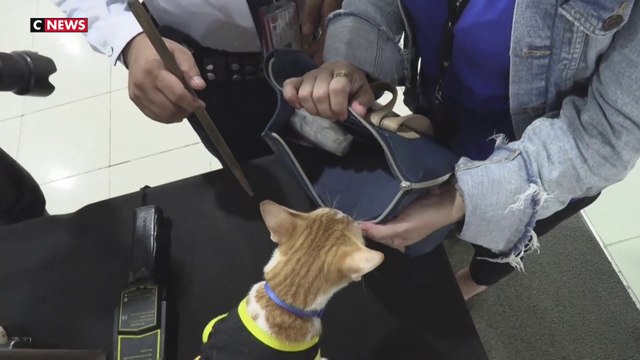 Manille : des chats pour accompagner les agents de sécurité