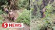 Body of man found in river near Perak-Pahang border