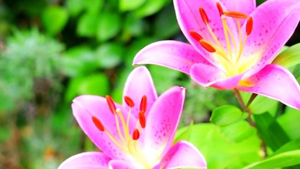Beautiful Clean Nature View | 4K Nature | Beautiful Scenery | Relaxation