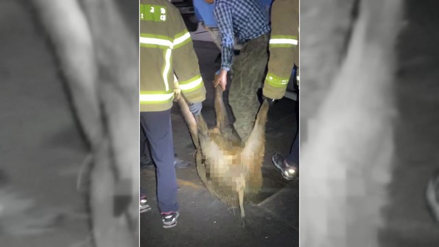 부산 금정구 아파트 인근에 멧돼지 출현...엽사 출동해 사살 / YTN