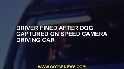 Driver fined after dog captured on speed camera driving car