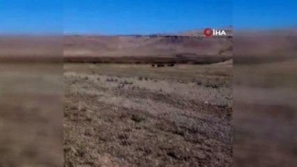 Van'da aç kalan domuz sürüsü mahalleye indi