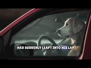 Motorist fined after dog seen behind wheel of car
