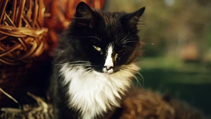 Beautiful Black and Brown Cat
