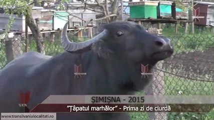 ȘIMIȘNA-SJ (2015) - Prima zi de ciurdă