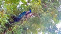 Beautiful Peacock Video | Nature Beauty | Most Relaxing Video