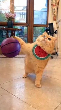 Baby Cats - Cute and Funny Cat Videos Compilation #8 | Aww Animals · Aww Animals