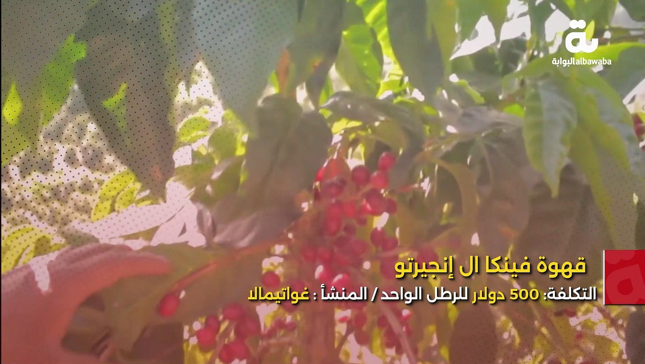 أغلى 5 أنواع قهوة حول العالم