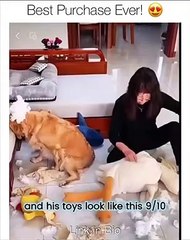 Hay please  stop  this dog! Dog funny video.