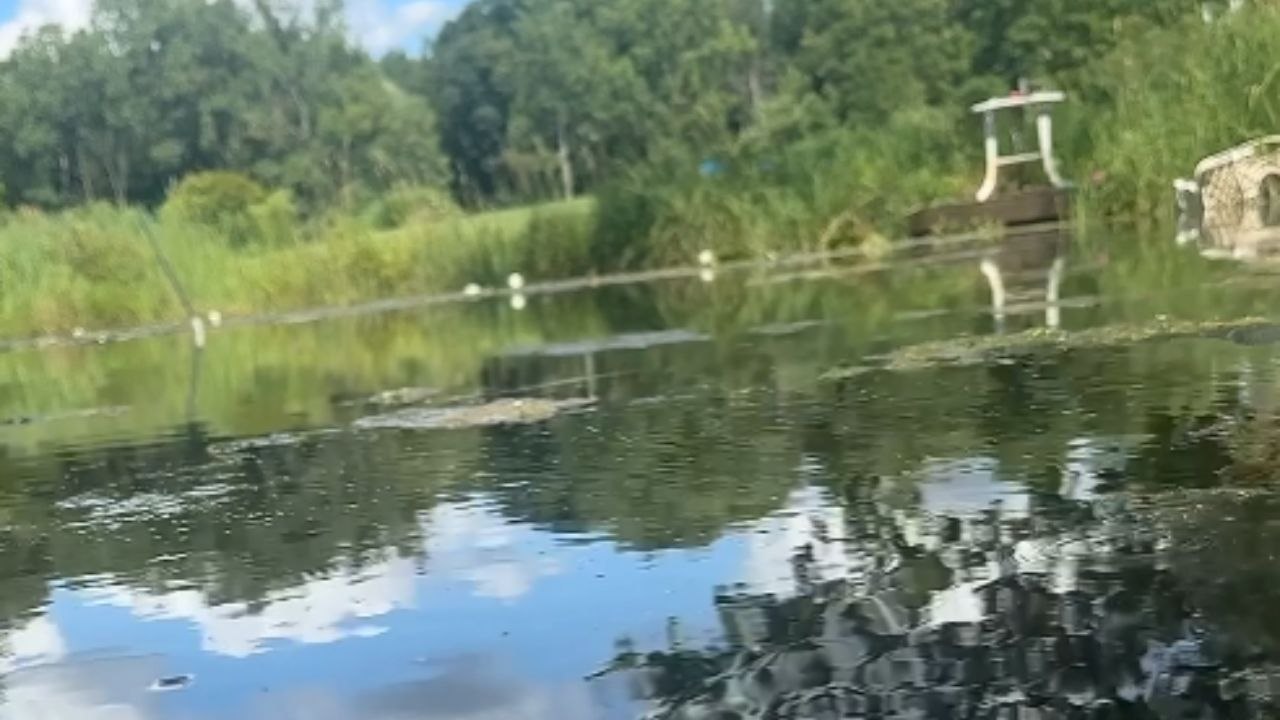 'Meet Bubbles!' - This clever Snapping Turtle visits the filmer every day to get fed