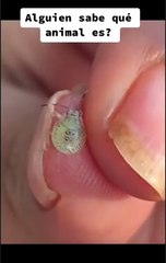 Bill Gates'in Böcekleri