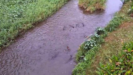 La famille des loutres entoure les varans