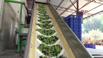 Kumluca Zeytinyağı Fabrikası Yeni Sezon İçin Üretime Başladı