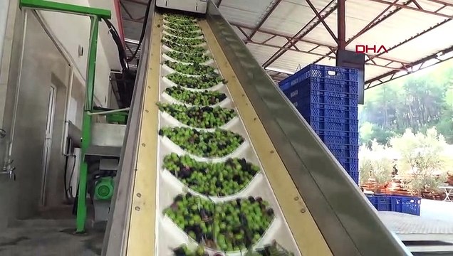 Kumluca Zeytinyağı Fabrikası Yeni Sezon İçin Üretime Başladı